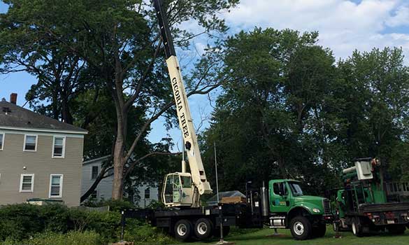 Tree Removal & Stump Grinding