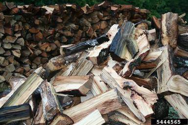 Leave Your Firewood at Home