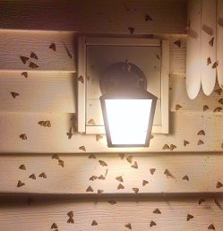 Winter Moth Update