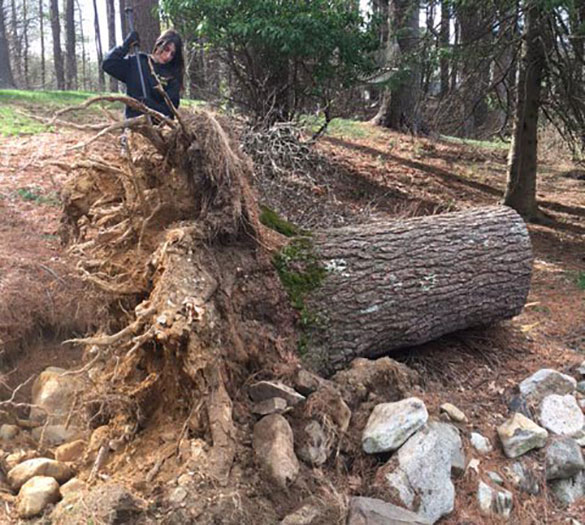 Stump Grinding